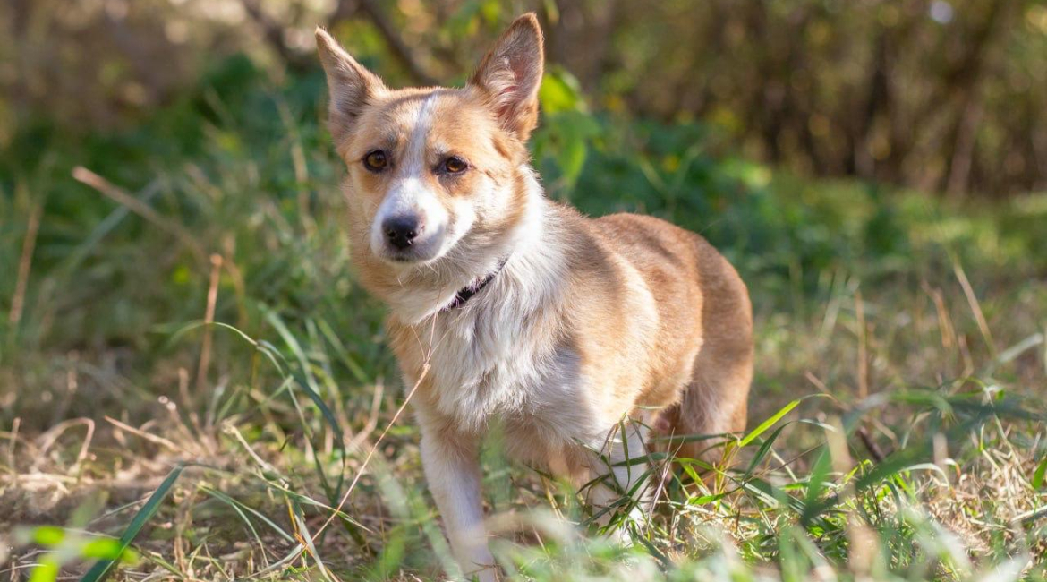 Chiens à adopter